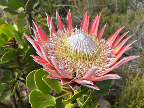 Protea  Silberkraft