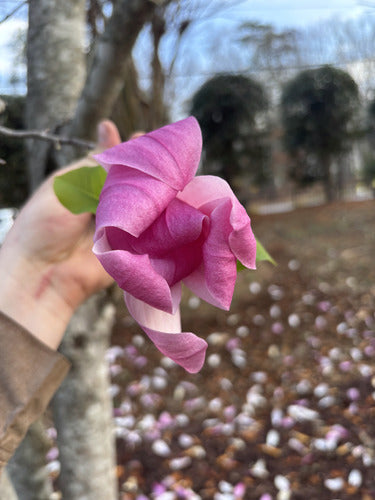 Purpur-Magnolie — Bild 1