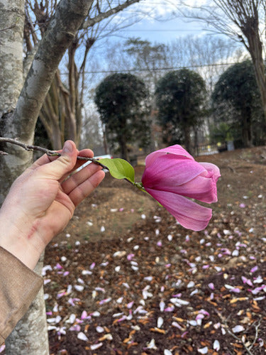 Purpur-Magnolie — Bild 2