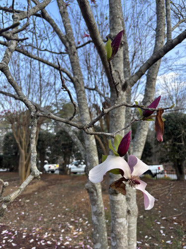 Purpur-Magnolie — Bild 5