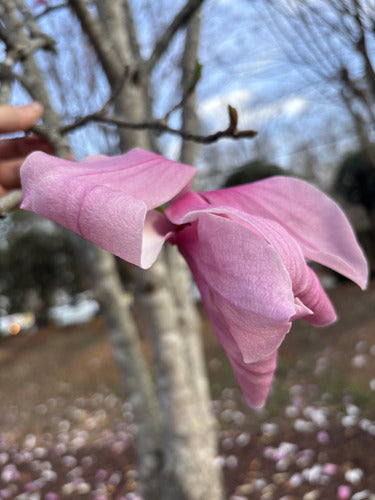 Purpur-Magnolie — Bild 4