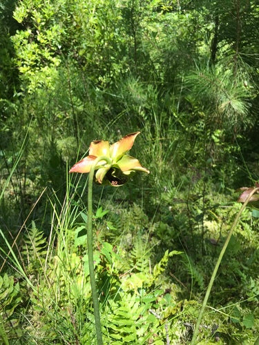 Purpur-Schlauchpflanze — Bild 3 von 8