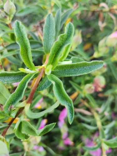 Purpur-Zistrose — Bild 3