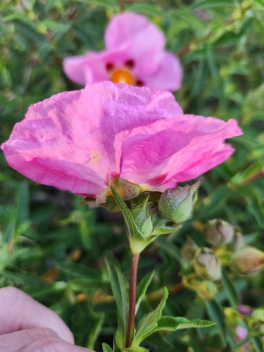 Purpur-Zistrose — Bild 2
