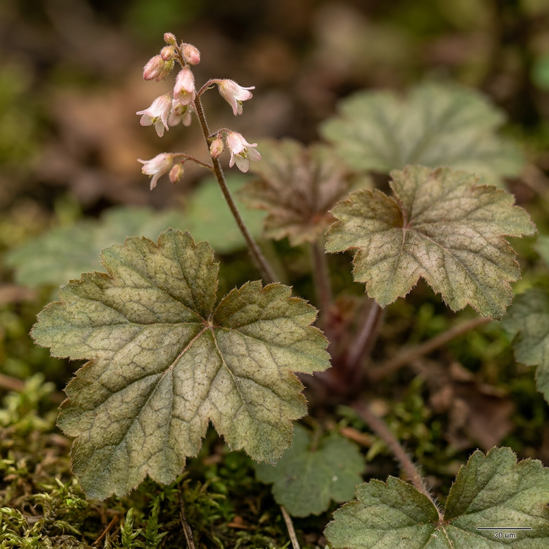 Purpurglöckchen (Heuchera), KI-Illustration