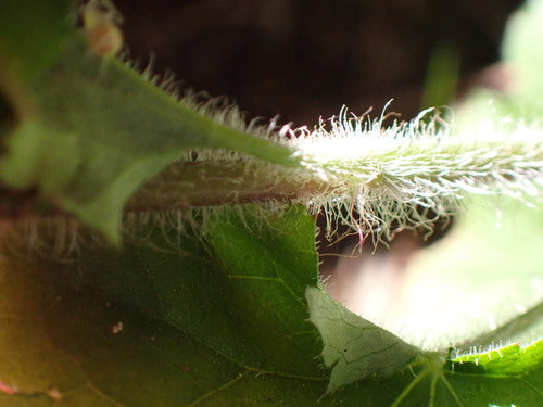 Purpurglöckchen — Bild 5 von 12
