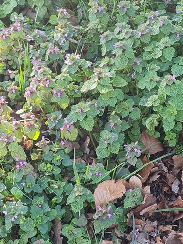 Purpurrote Taubnessel — Bild 5
