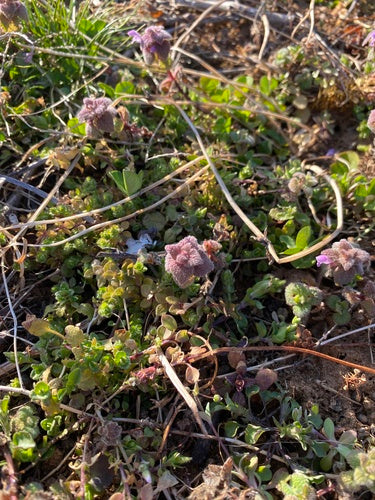 Purpurrote Taubnessel — Bild 3