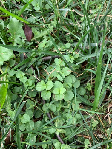 Quendel-Ehrenpreis — Bild 4 von 9