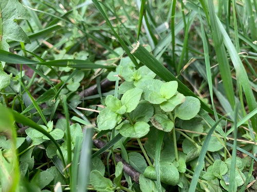 Quendel-Ehrenpreis — Bild 5 von 9