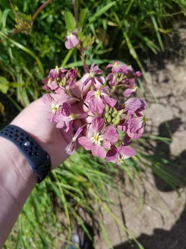 Radieschen — Bild 4 von 10