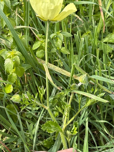 Ranunkel — Bild 3