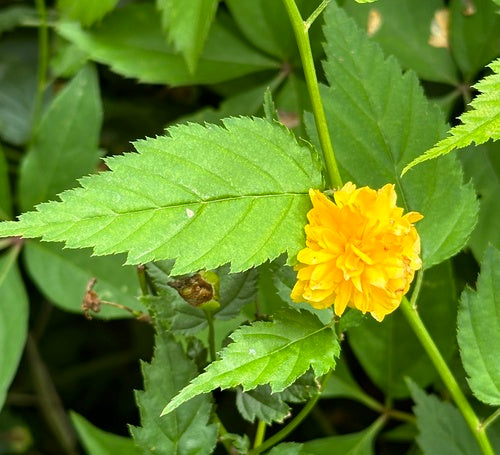 Ranunkelstrauch — Bild 4
