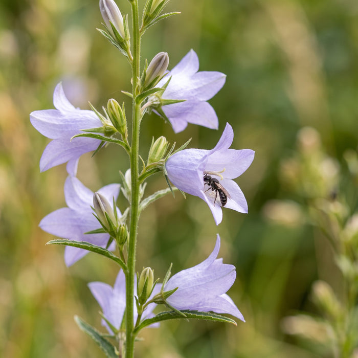 Blüte von Rapunzel-Glockenblume (Campanula rapunculus) in Nahaufnahme (KI-generiert)