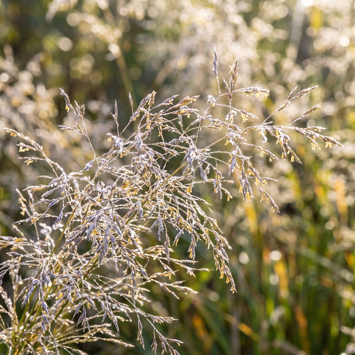 Blüte von Rasen-Schmiele (Deschampsia cespitosa) in Nahaufnahme (KI-generiert)
