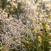 Blüte von Rasen-Schmiele (Deschampsia cespitosa) in Nahaufnahme (KI-generiert)