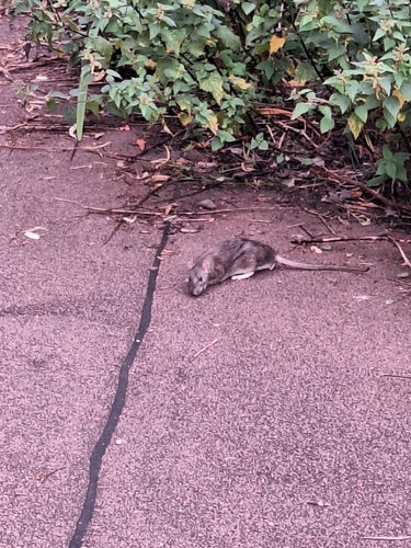 Ratten — Bild 1 von 8