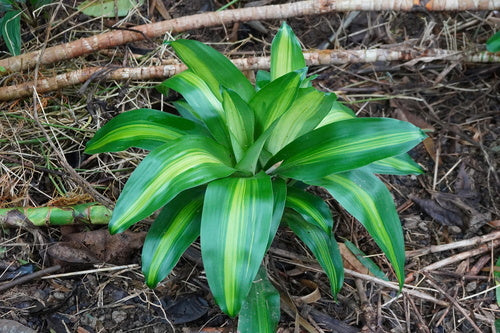 Reflex-Drachenbaum — Bild 3 von 9