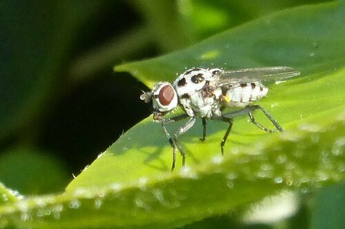 Regenfliege — Bild 4