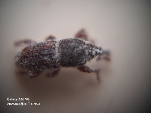 Reiskäfer — Bild 1