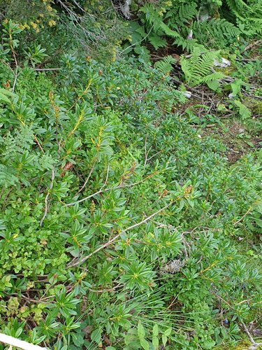 Rhododendron — Bild 6