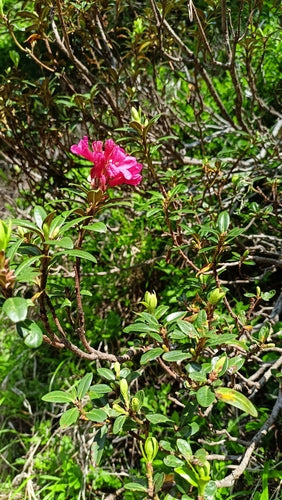 Rhododendron - Bild 4