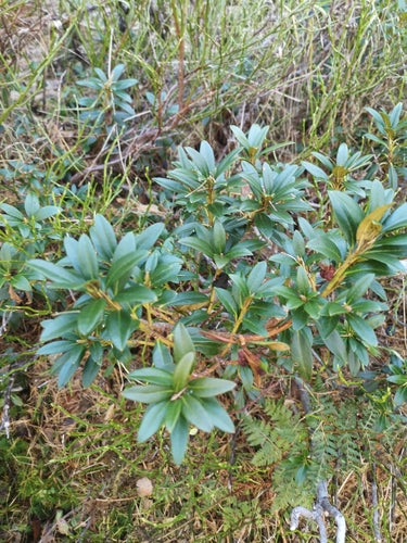 Rhododendron — Bild 5