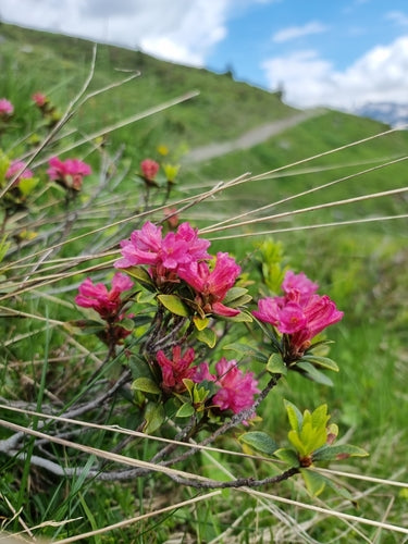 Rhododendron - Bild 3