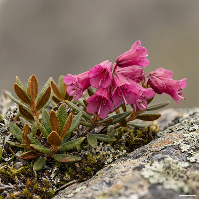 rhododendron bux Rhododendron 'Bloombux'® Magenta kaufen main image 1
