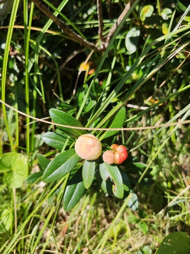 Rhododendron — Bild 2