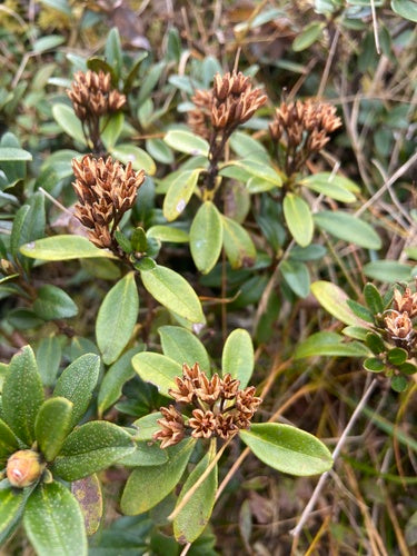 Rhododendron — Bild 4