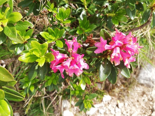 Rhododendron — Bild 1