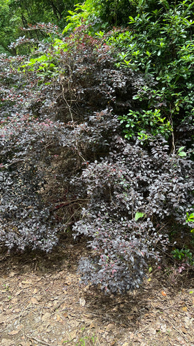 Riemenbluete — Bild 2 von 2
