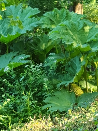 Riesen-Mammutblatt — Bild 5 von 10