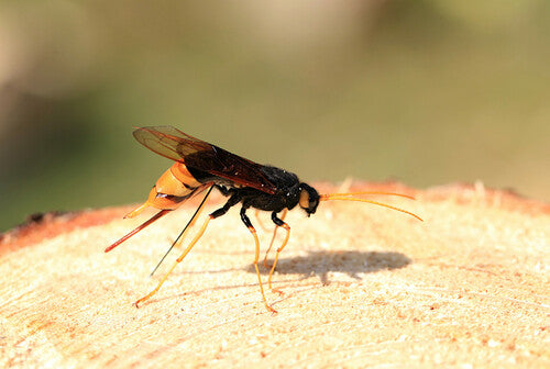 Naturaufnahme - Bild 6