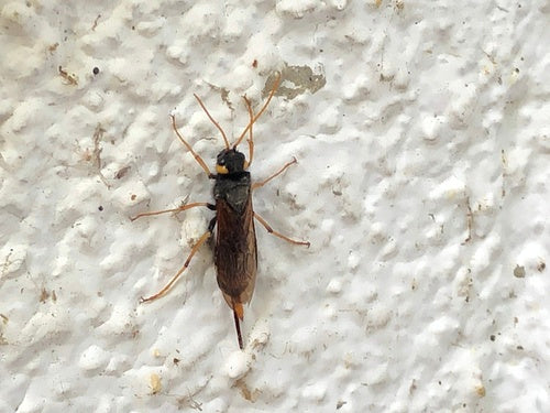 Naturaufnahme - Bild 1