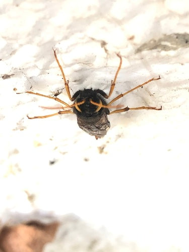 Naturaufnahme - Bild 3