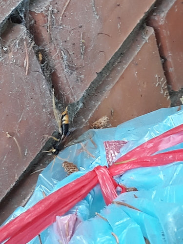 Naturaufnahme - Bild 8