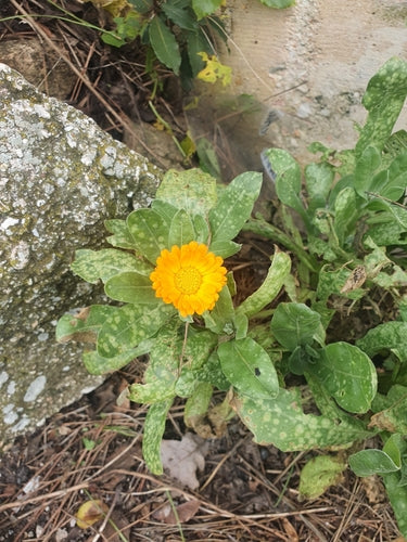 Ringelblume - Bild 8