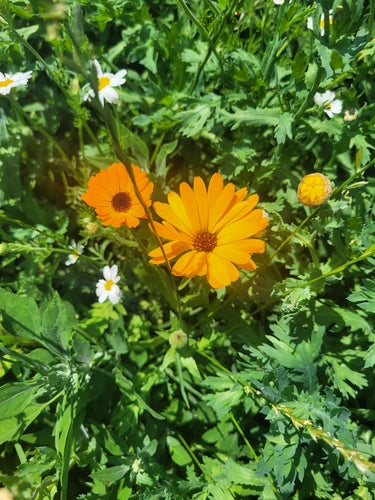 Ringelblume — Bild 4