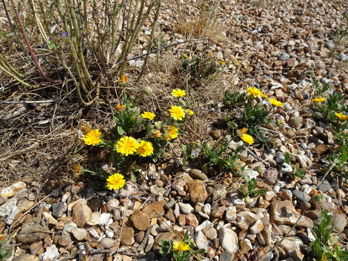 Ringelblume - Bild 6