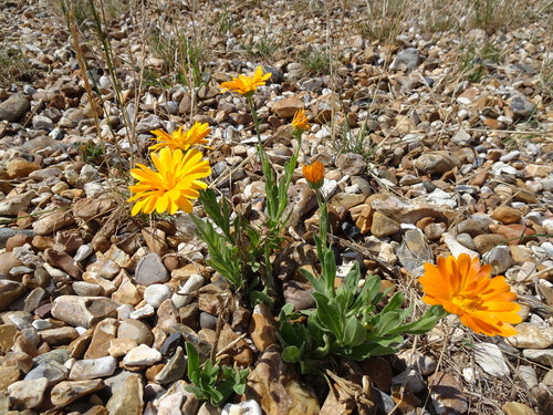 Ringelblume - Bild 7