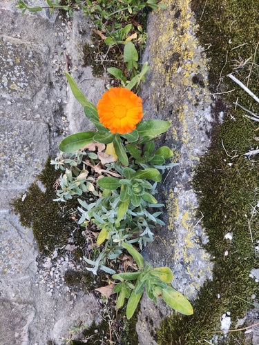 Ringelblume — Bild 4