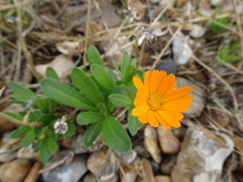 Ringelblume — Bild 5