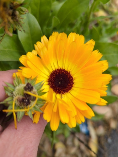 Ringelblume — Bild 1
