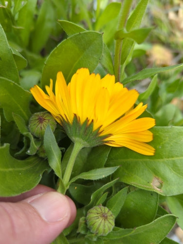 Ringelblume — Bild 2