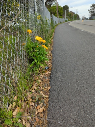 Ringelblume — Bild 3