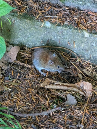 Rötelmaus — Bild 3