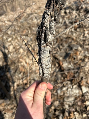 Rosa Schimmel — Bild 5