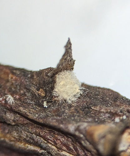 Rosa Schimmel — Bild 3